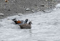 Kragenente (4 von 6).jpg